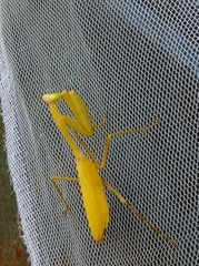 Hierodula membranacea