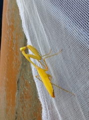 Hierodula membranacea