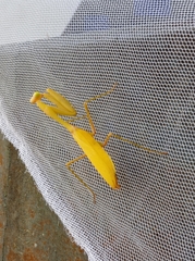 Hierodula membranacea