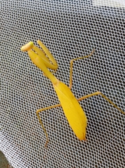 Hierodula membranacea