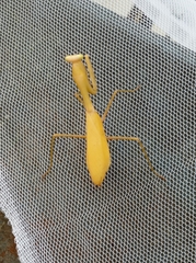 Hierodula membranacea