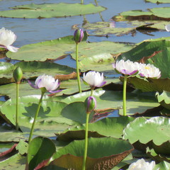 Nymphaea gigantea