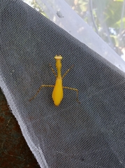 Hierodula membranacea