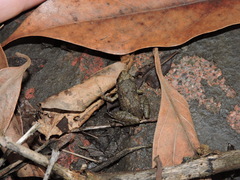 Eleutherodactylus planirostris