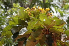 Deplanchea tetraphylla