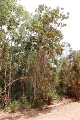 Deplanchea tetraphylla