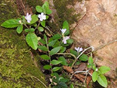 Strobilanthes tetrasperma