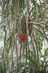 Pandanus conicus