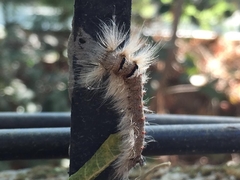 Lepidoptera