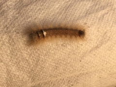 Lepidoptera