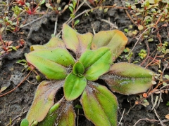 Plantago raoulii
