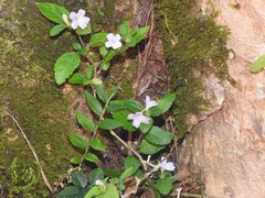 Strobilanthes tetrasperma