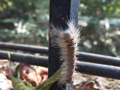 Lepidoptera