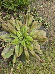 Plantago raoulii