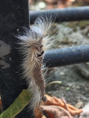 Lepidoptera