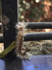 Lepidoptera