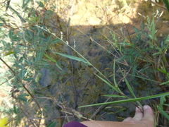 Acroceras munroanum