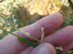 Acroceras munroanum