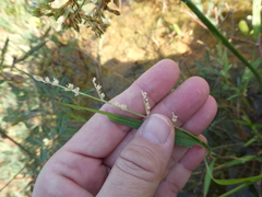 Acroceras munroanum