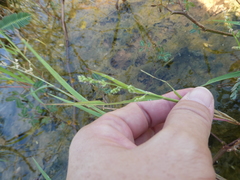 Acroceras munroanum