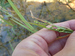 Acroceras munroanum