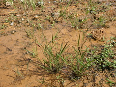 Acroceras munroanum