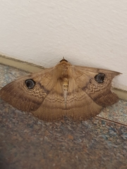 Dasypodia selenophora