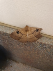 Dasypodia selenophora
