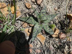 Ledebouria ensifolia