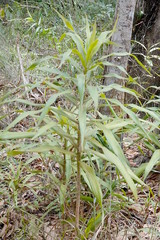 Dracaena angustifolia