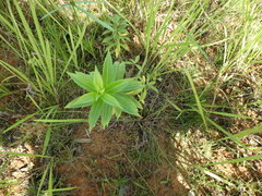 Allamanda oenotherifolia