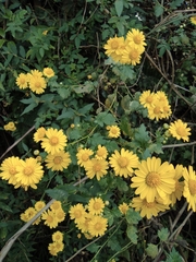 Chrysanthemum indicum