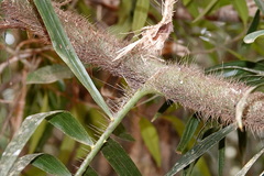 Calamus australis