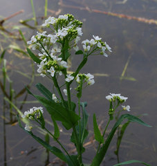 Armoracia sisymbrioides