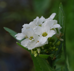 Armoracia sisymbrioides