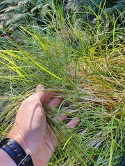Poa cockayneana