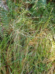 Poa cockayneana