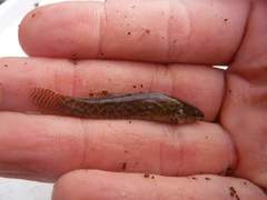 Etheostoma nigripinne