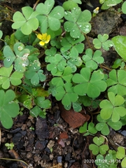 Marsilea crenata