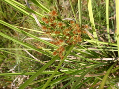 Cyperus compactus