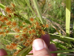 Cyperus compactus