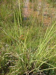Cyperus compactus