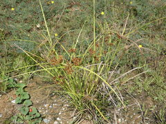 Cyperus compactus