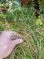 Poa cockayneana