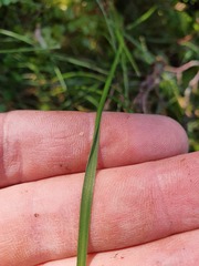 Poa cockayneana
