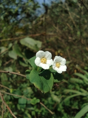 Spiraea thunbergii
