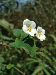 Spiraea thunbergii