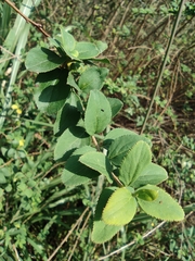Spiraea thunbergii