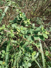 Spiraea thunbergii