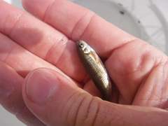 Hemitremia flammea